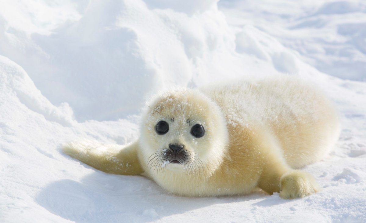 Байкальская Нерпа Белек