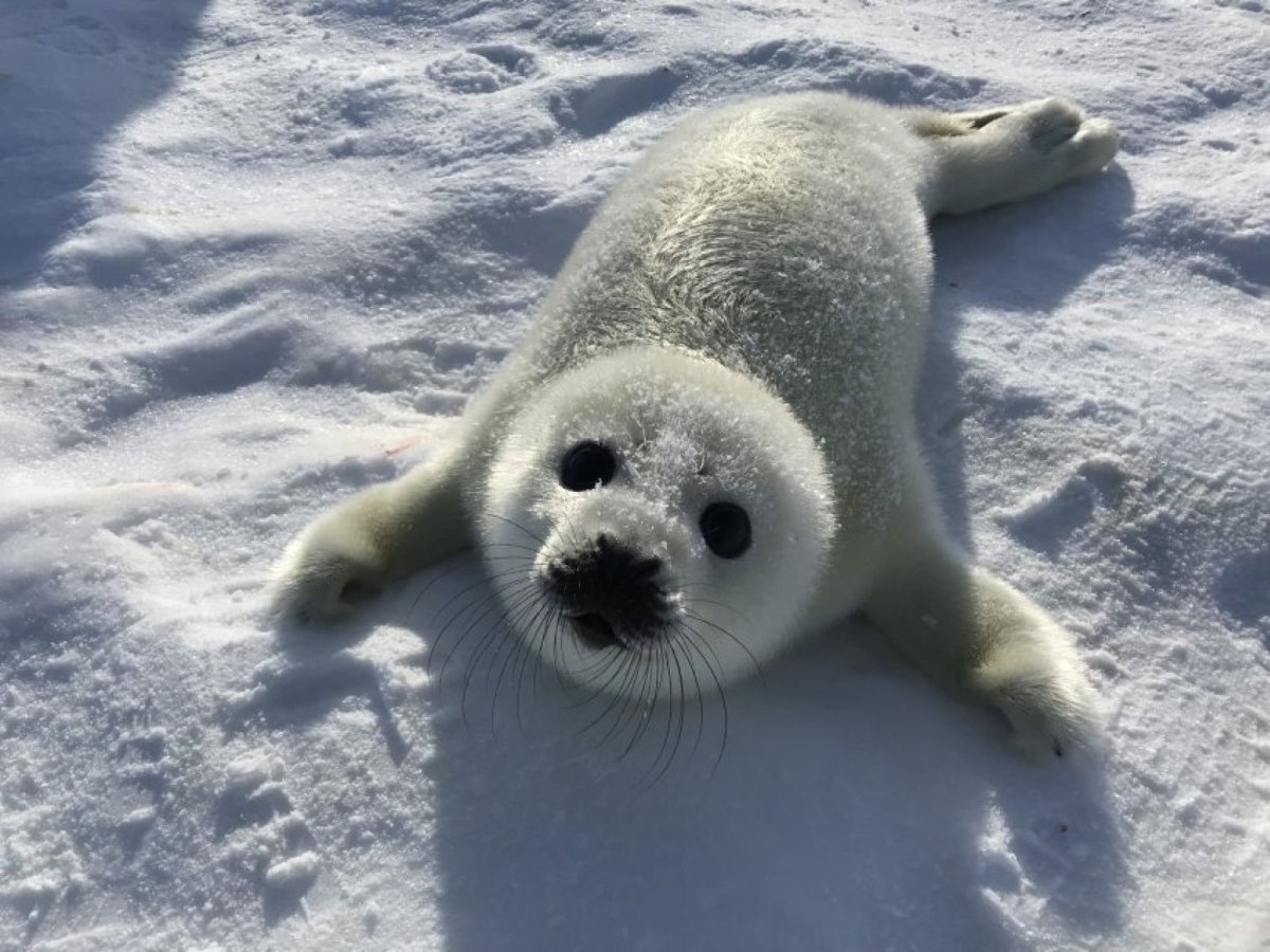 Аппликация Байкальская Нерпа