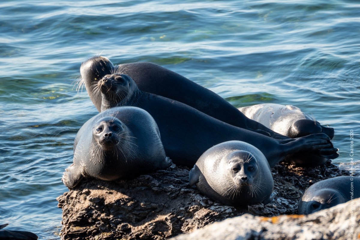 Милые тюлени арт