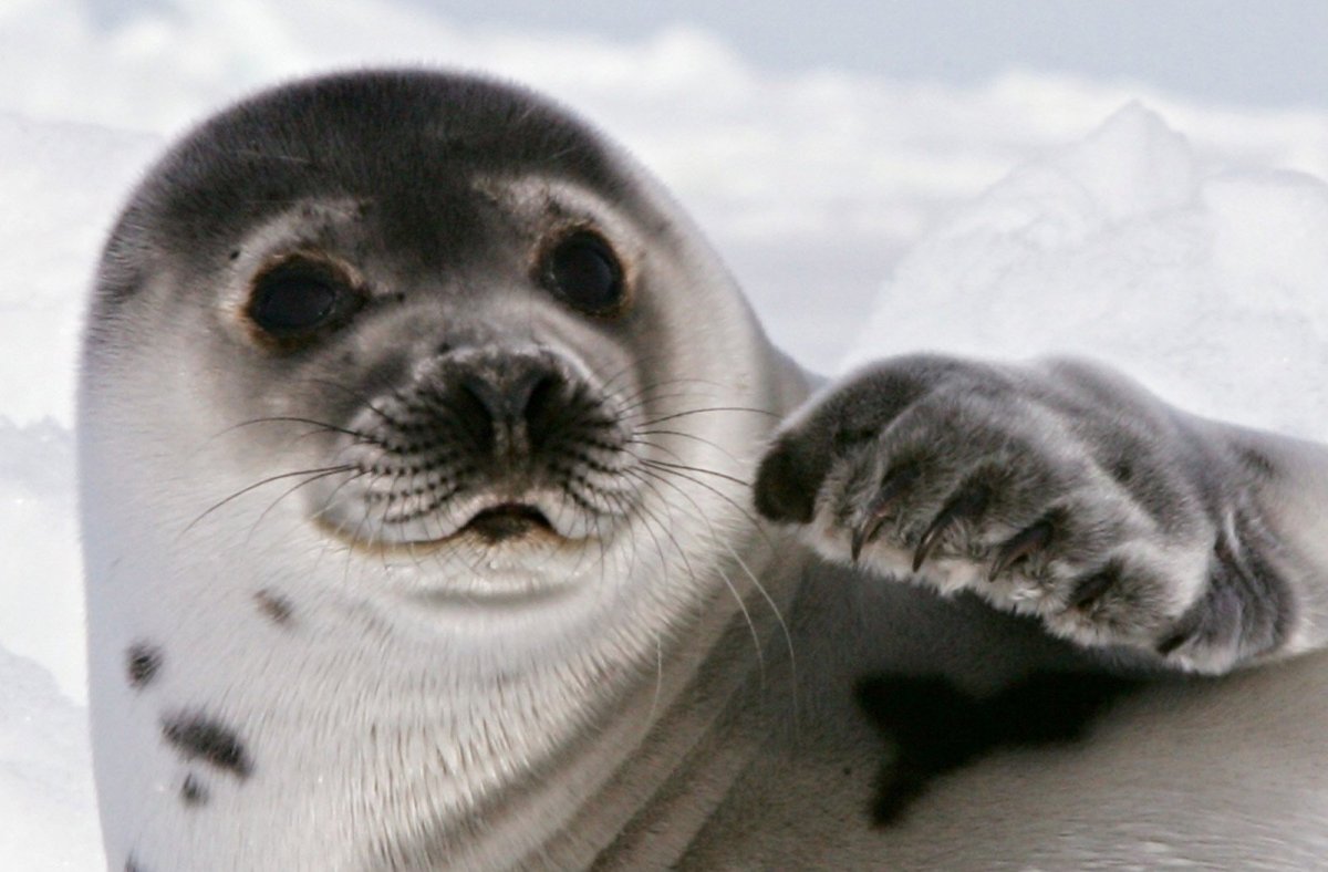 Художник Кирк Рейнерт