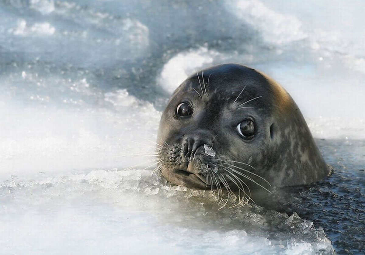 Нерпинарий на Байкале