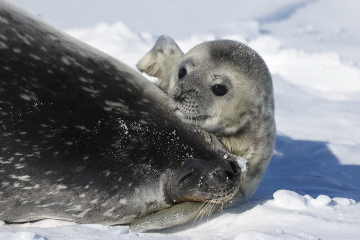 Морской котик белый пушистый