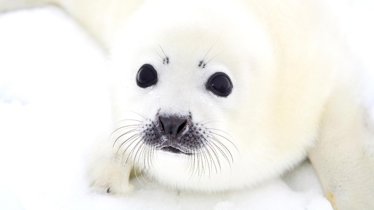 Морские обитатели севера для детей