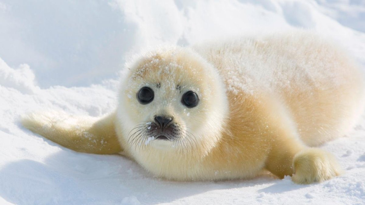 Байкальская Нерпа Белек
