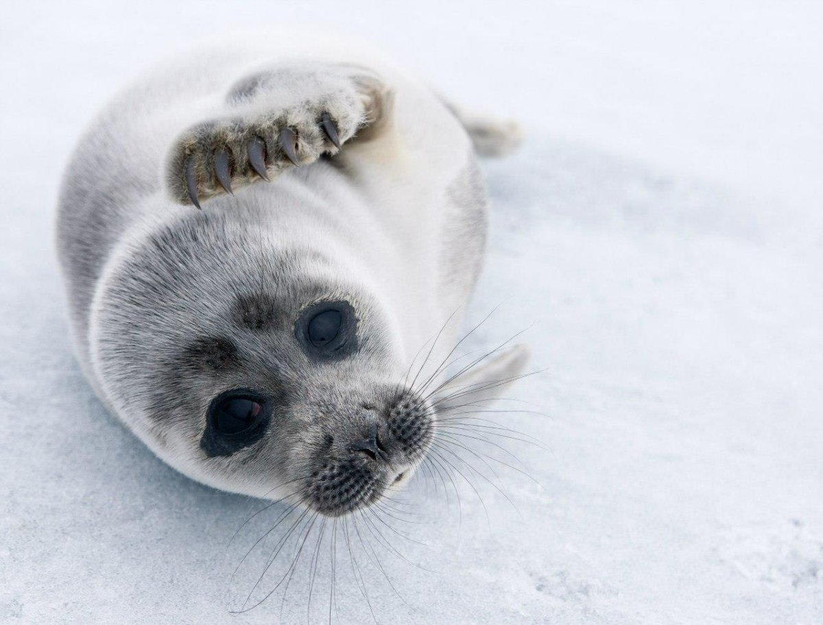 Белёк детеныш тюленя