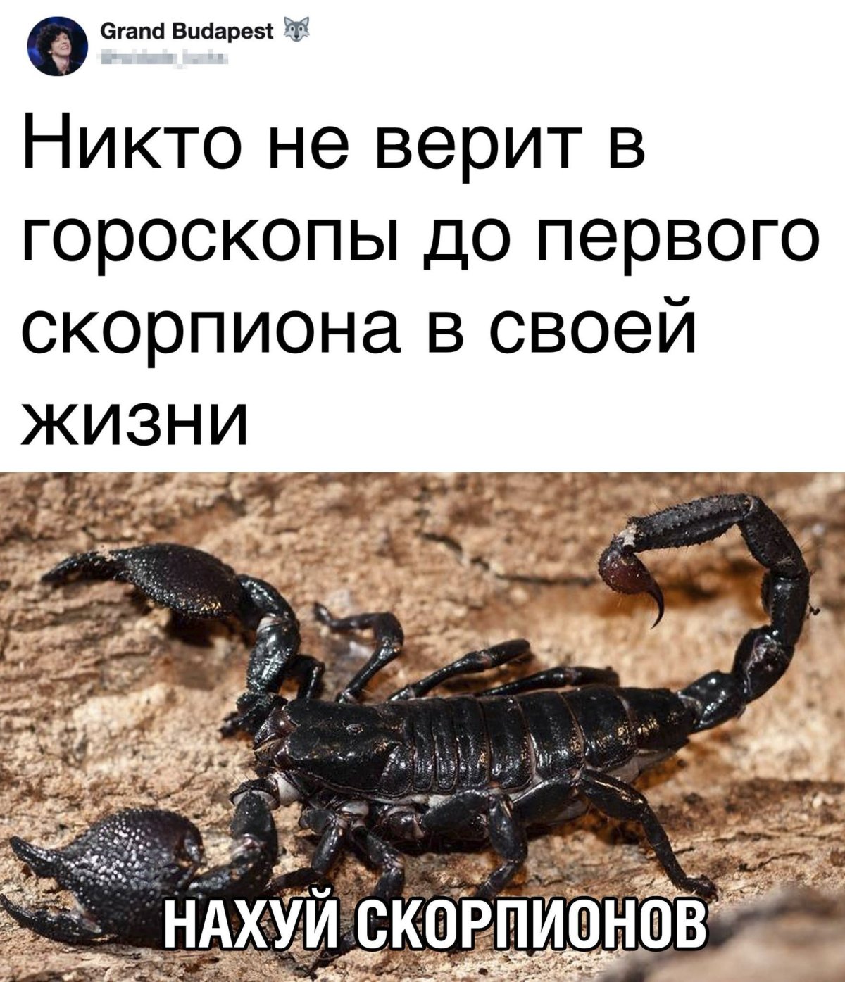 Смешной Скорпион