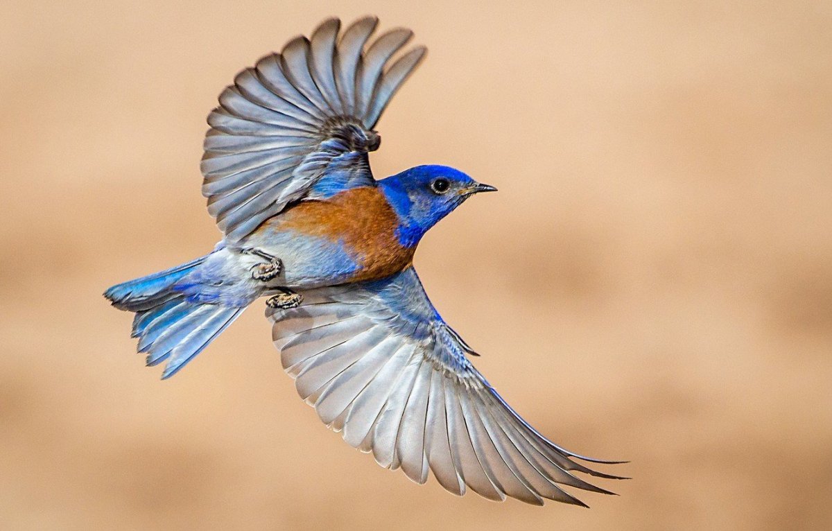 Птички разных цветов