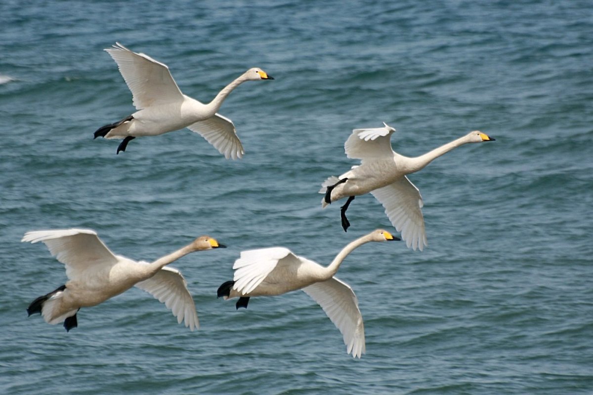 Дикие лебеди Сахалина