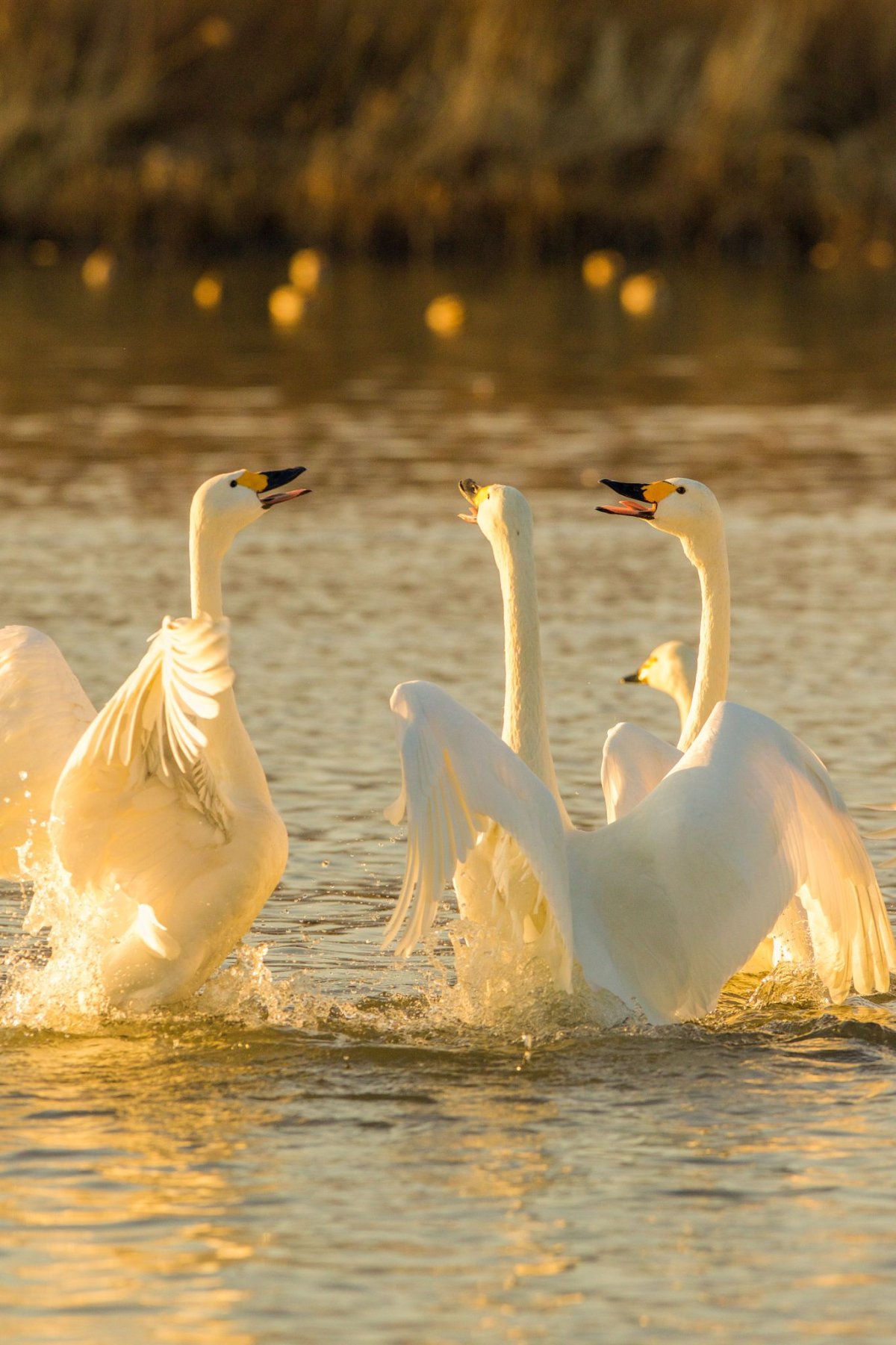 Лебеди в дикой природе