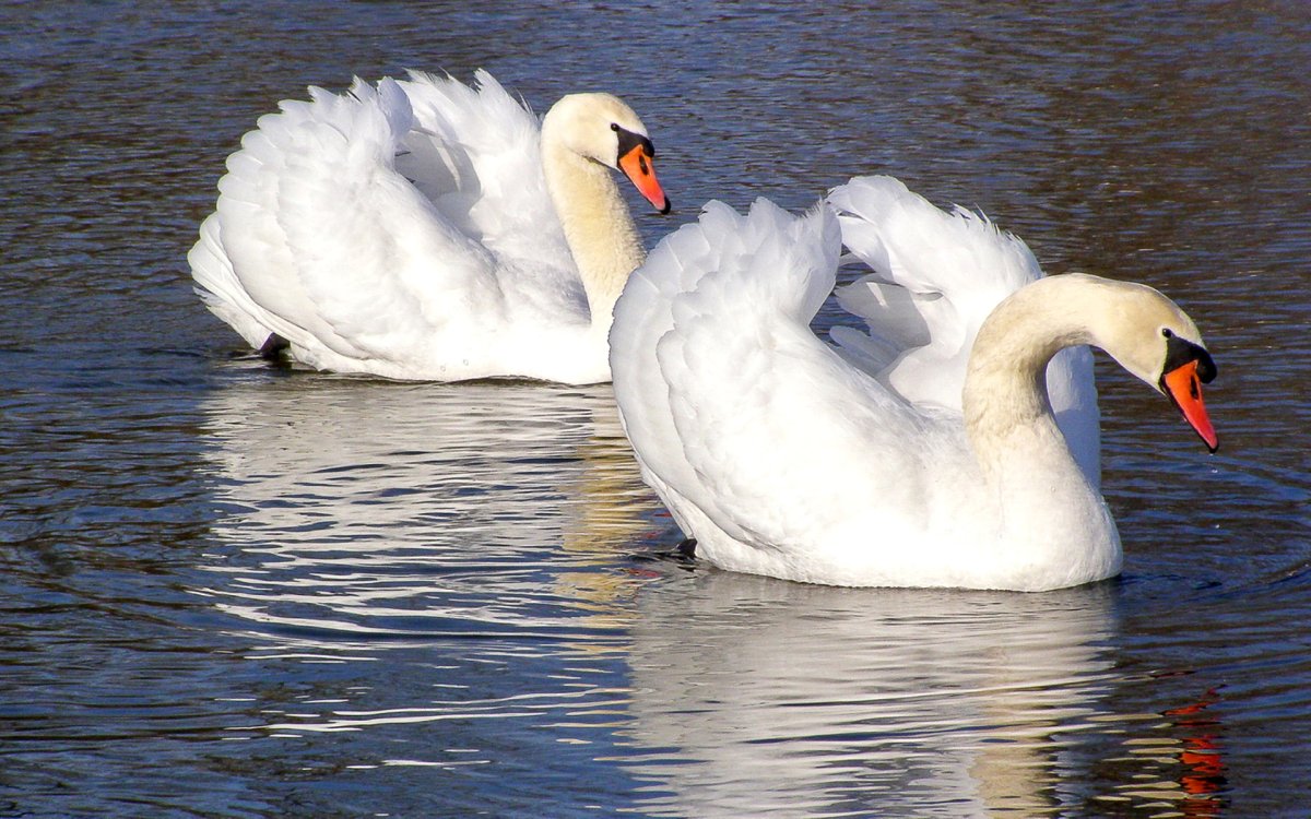 Породы лебедей