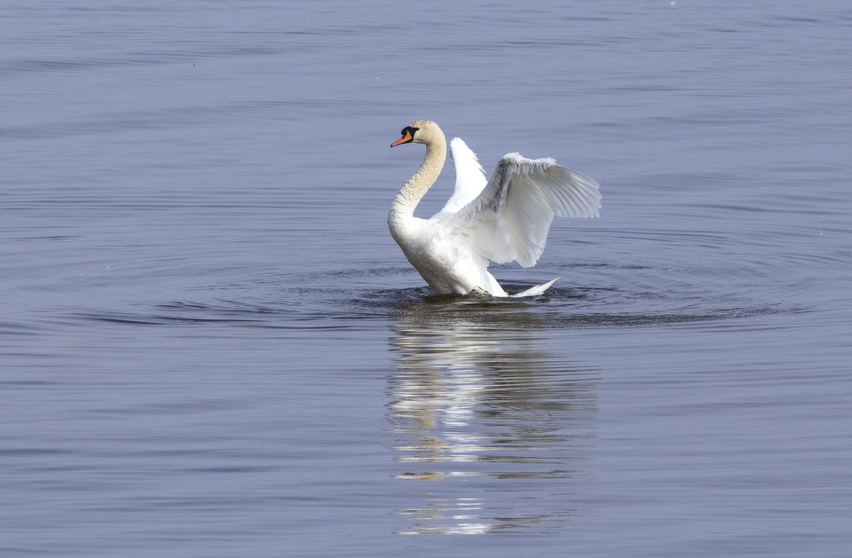 Иллюстрация Дикие лебеди Ганс христиан Андерсен