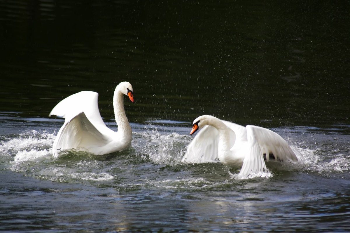 Мифические лебеди