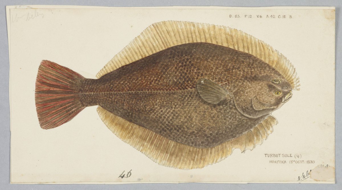 Камбала мультяшная