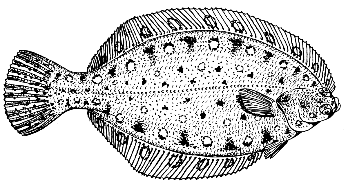 Flounder рыба камбала