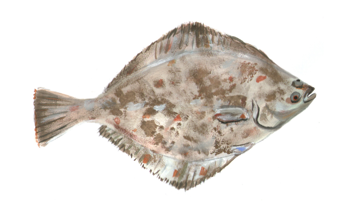 Raw Flounder
