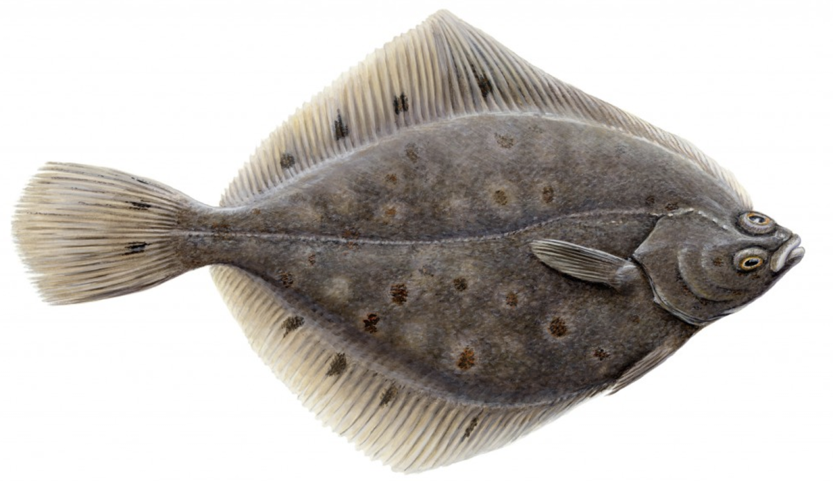 Морская рыба камбала