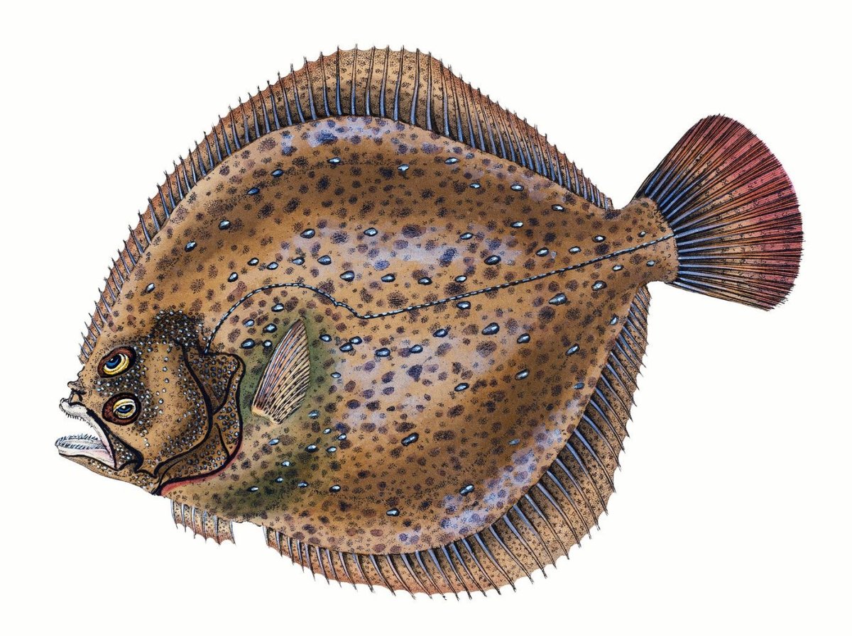 Камбала скетч