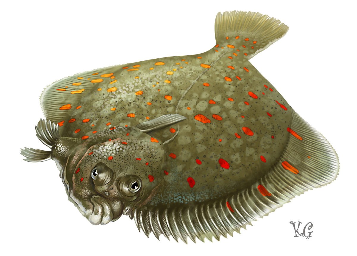 Камбала стилизация