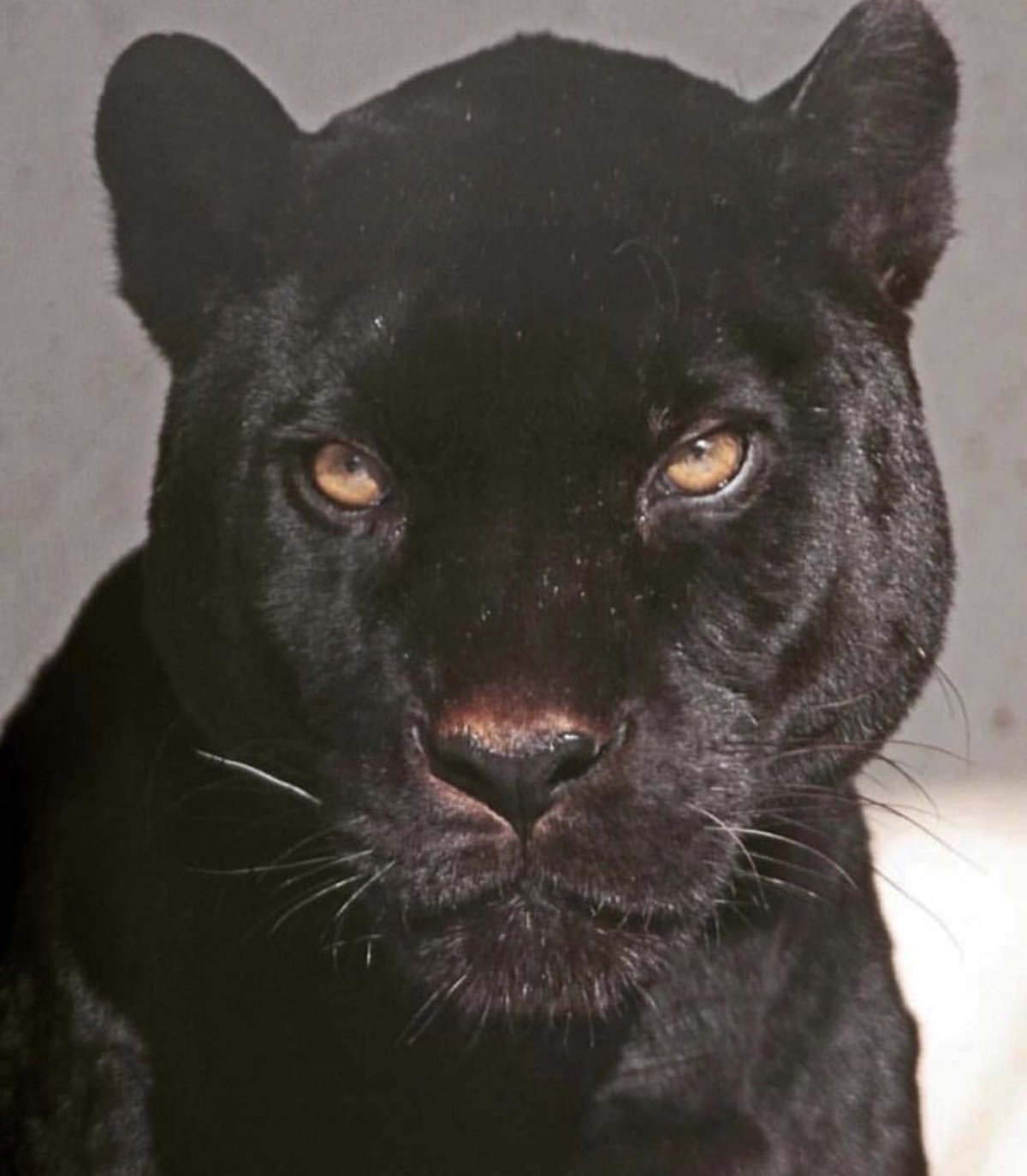 Лицо пантеры