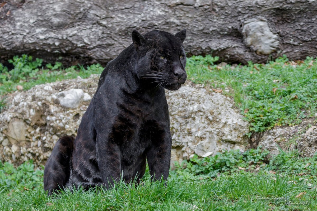 Пантера йагуар
