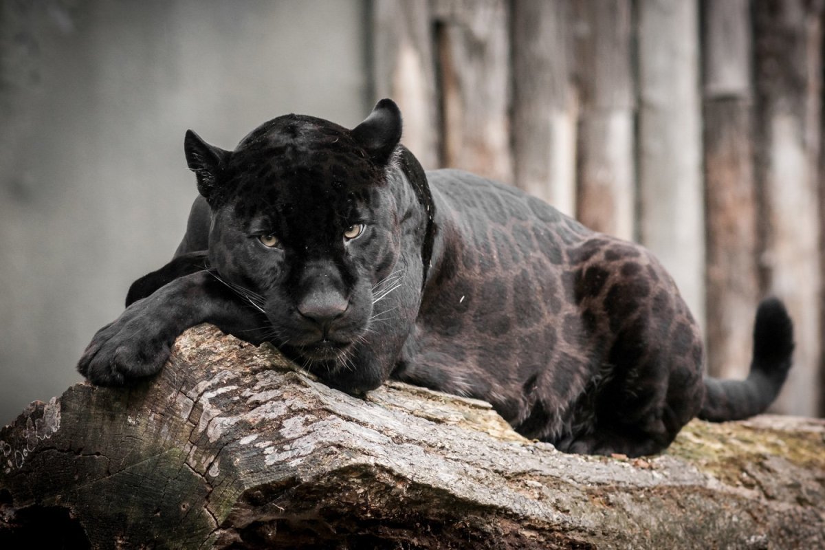 ЯГЛИОН животное гибрид