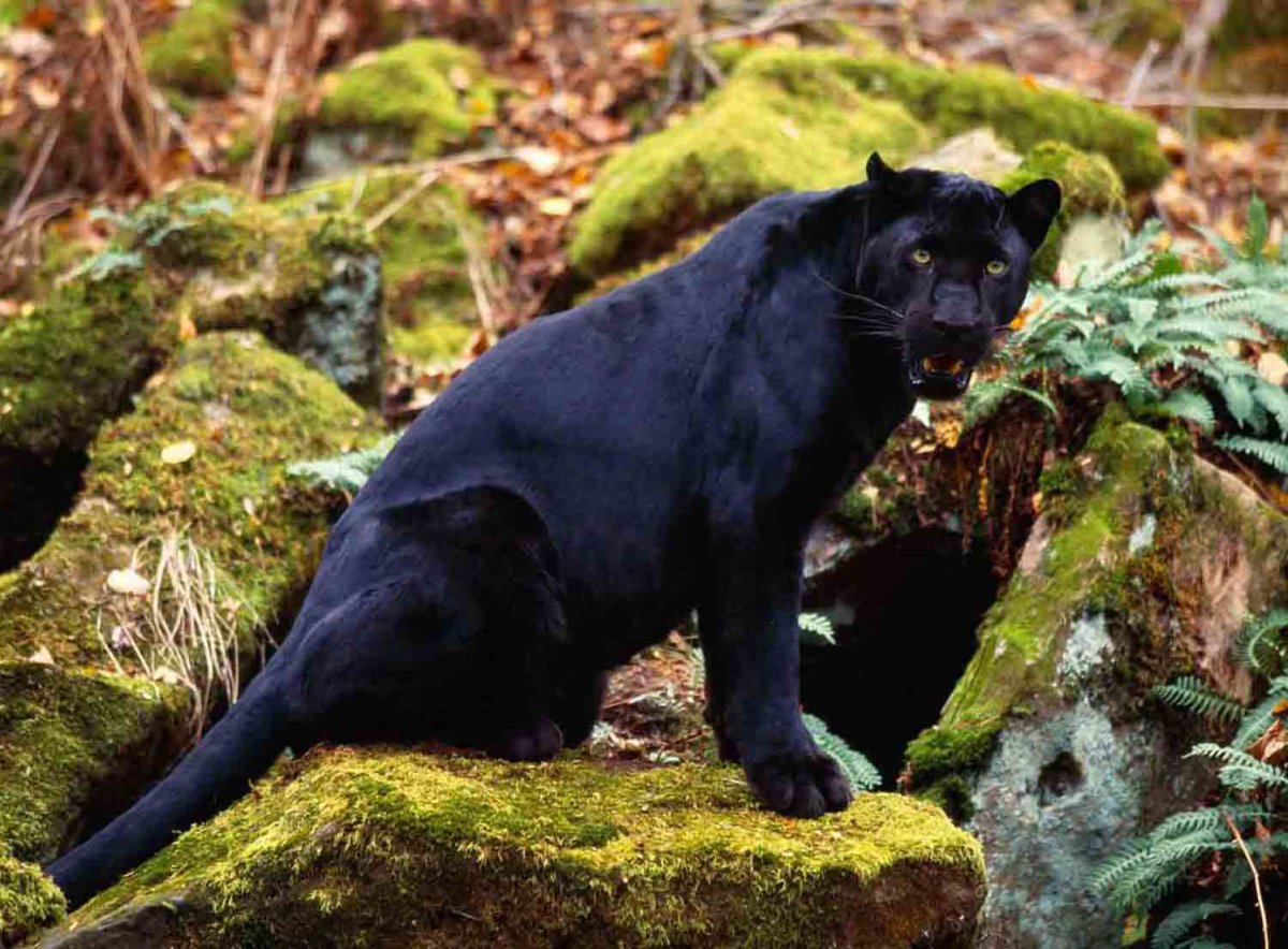 Пума Багира