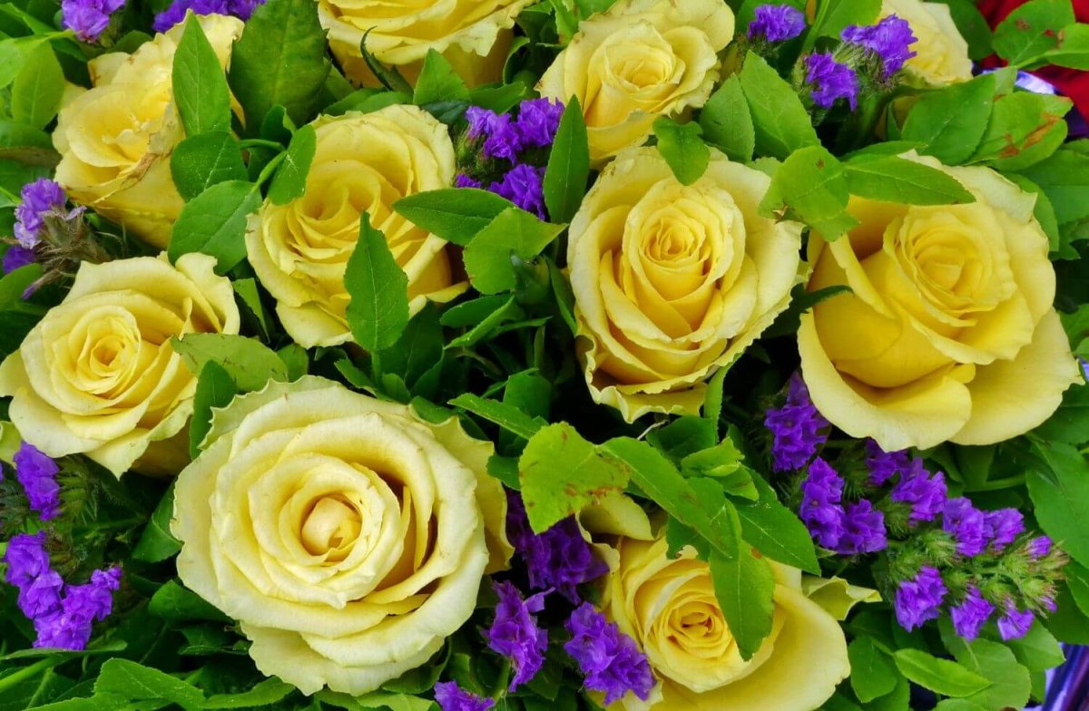 Роза Йеллоу Стар