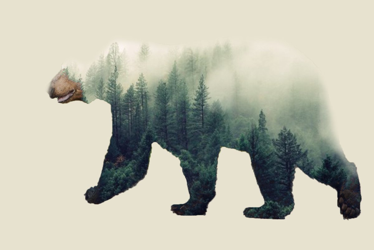 Раскраска Медвежонок в лесу