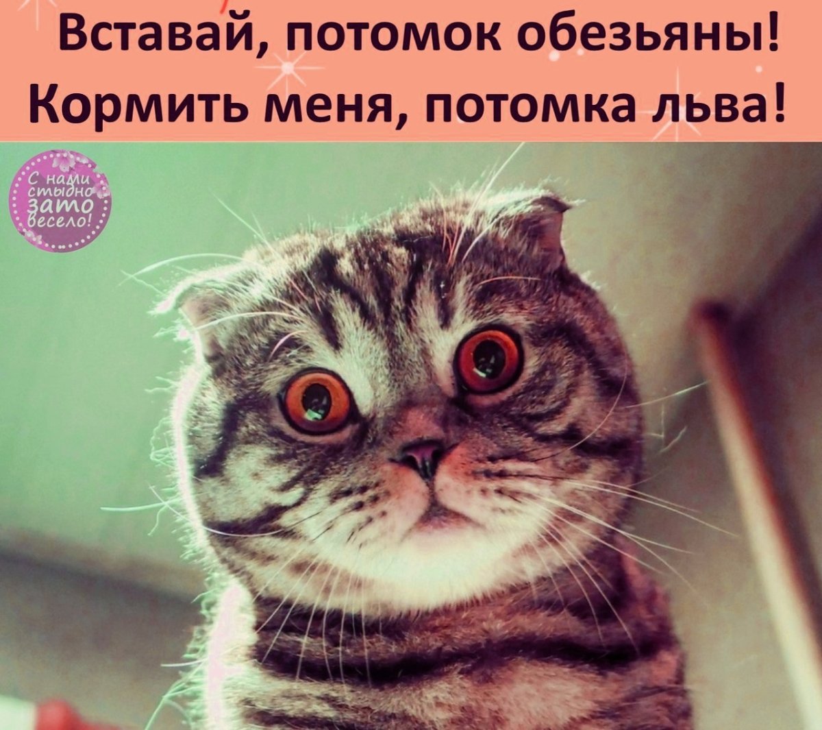 Держать хвост пистолетом