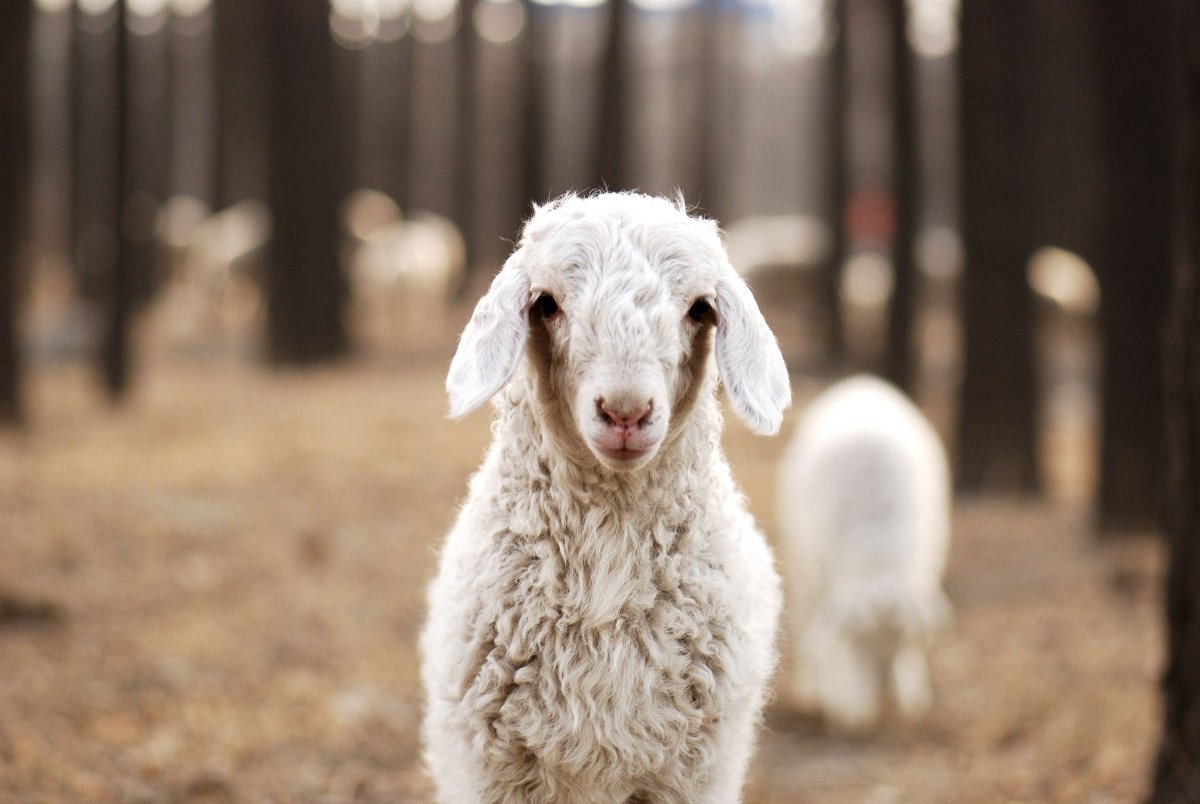 Красивые барашки