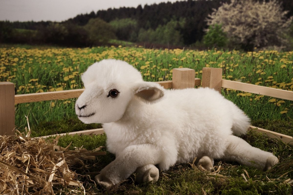 Овечка в Тоскане