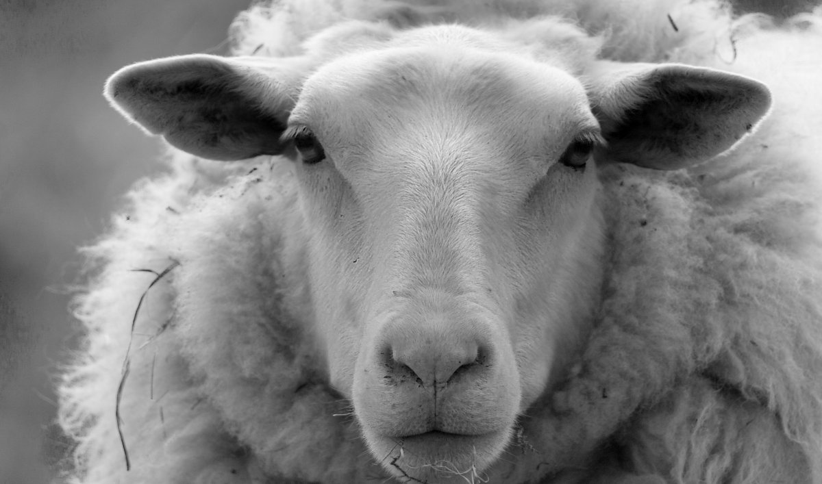 Белый баран