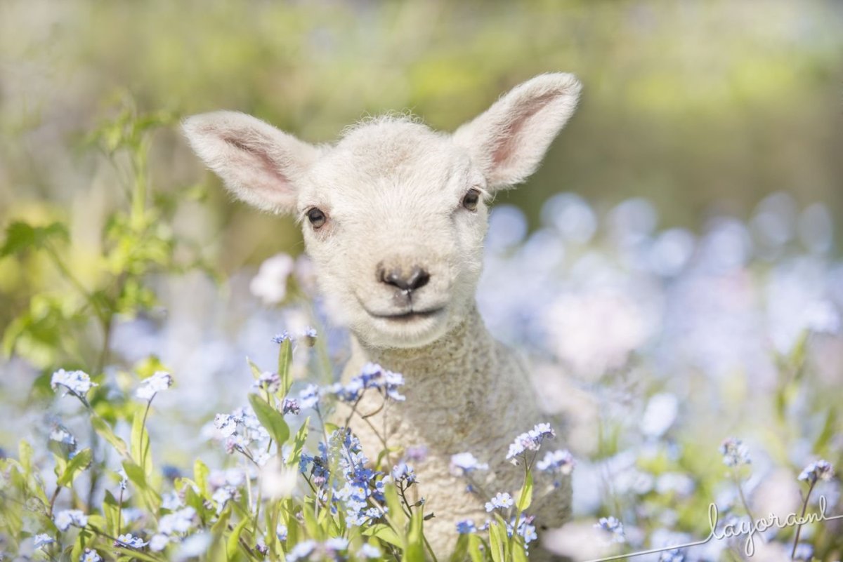 Удивленная овца