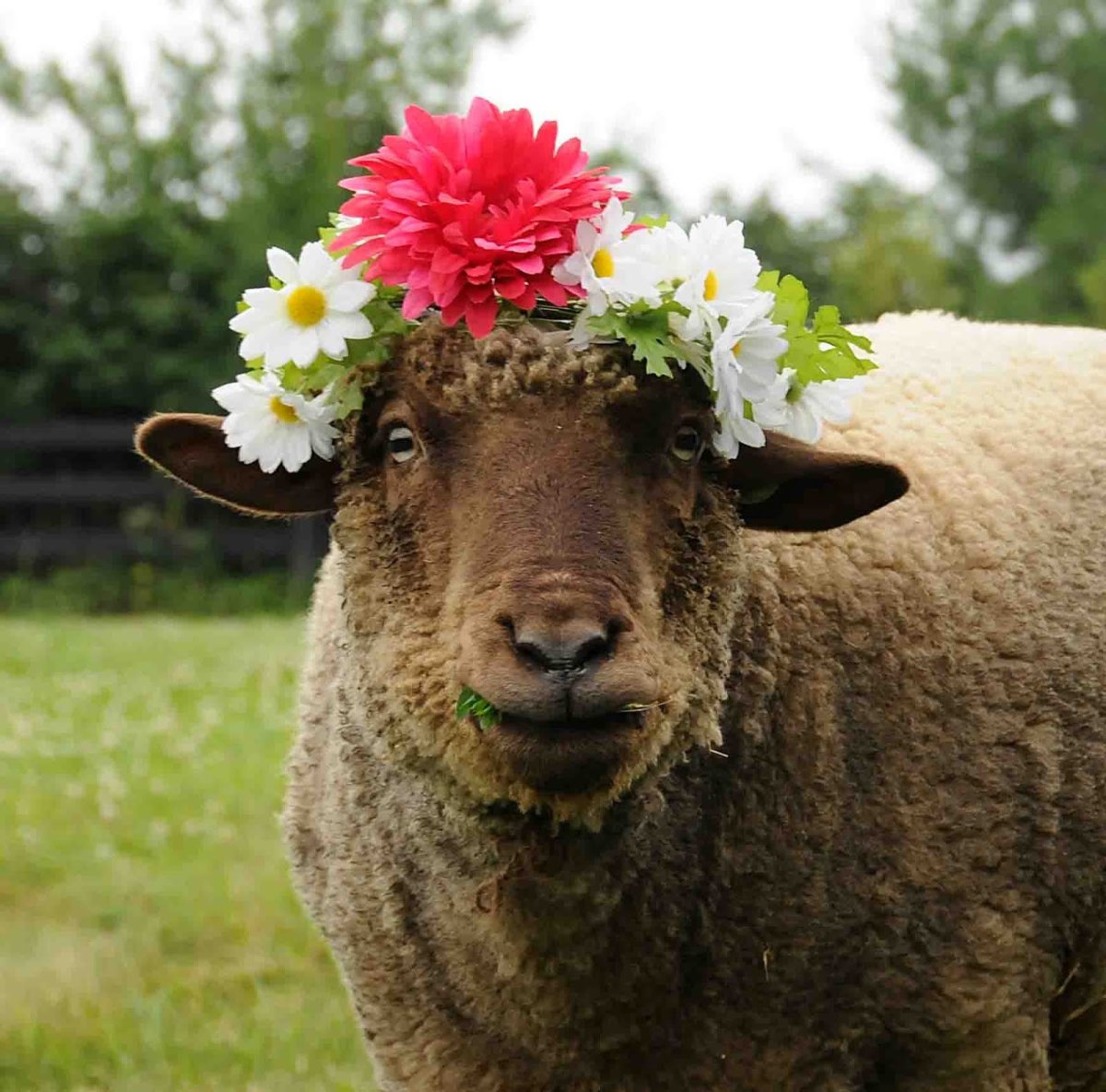 Маленькая Овечка