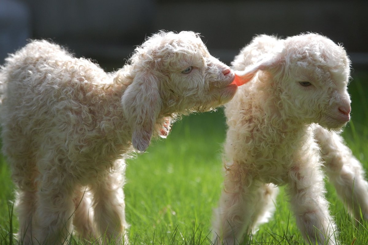 Маленький барашек