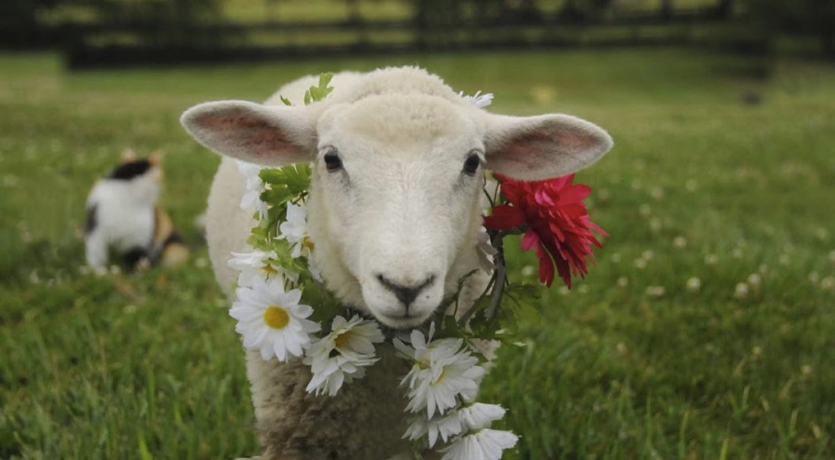 Милая Овечка рисунок