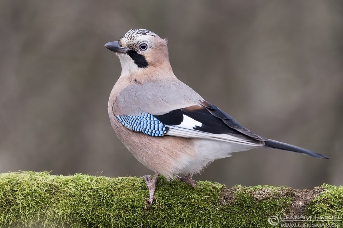 Иволга трясогузка Сойка Королек