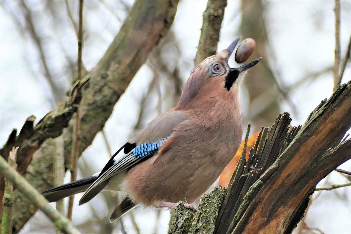 Сойка хохлатая