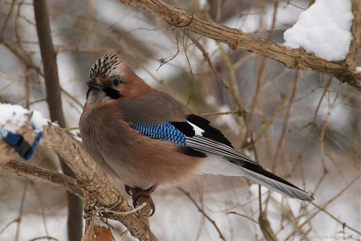 Сойка Лесная