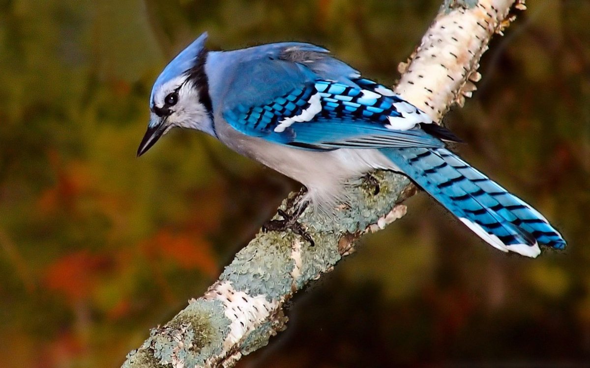 Сойка голубая американская