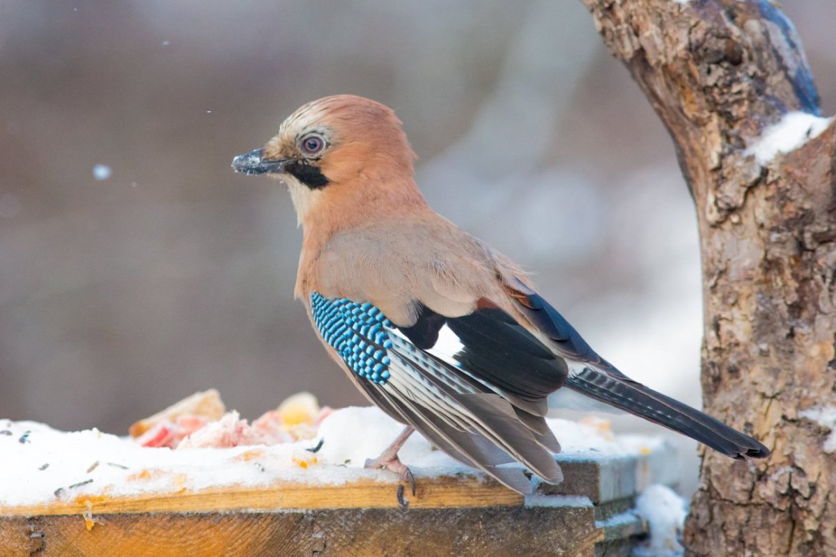 Сойка самец