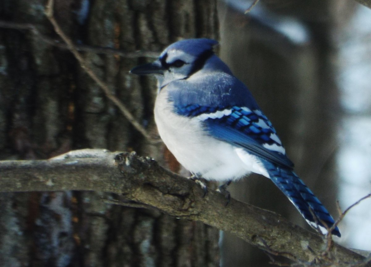 Канадская Сойка