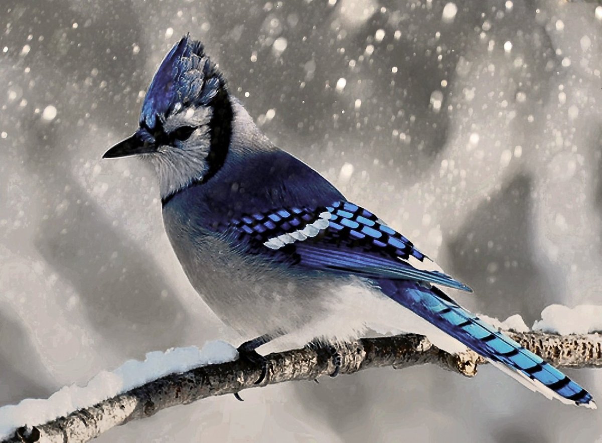 Голубая Сойка зимой