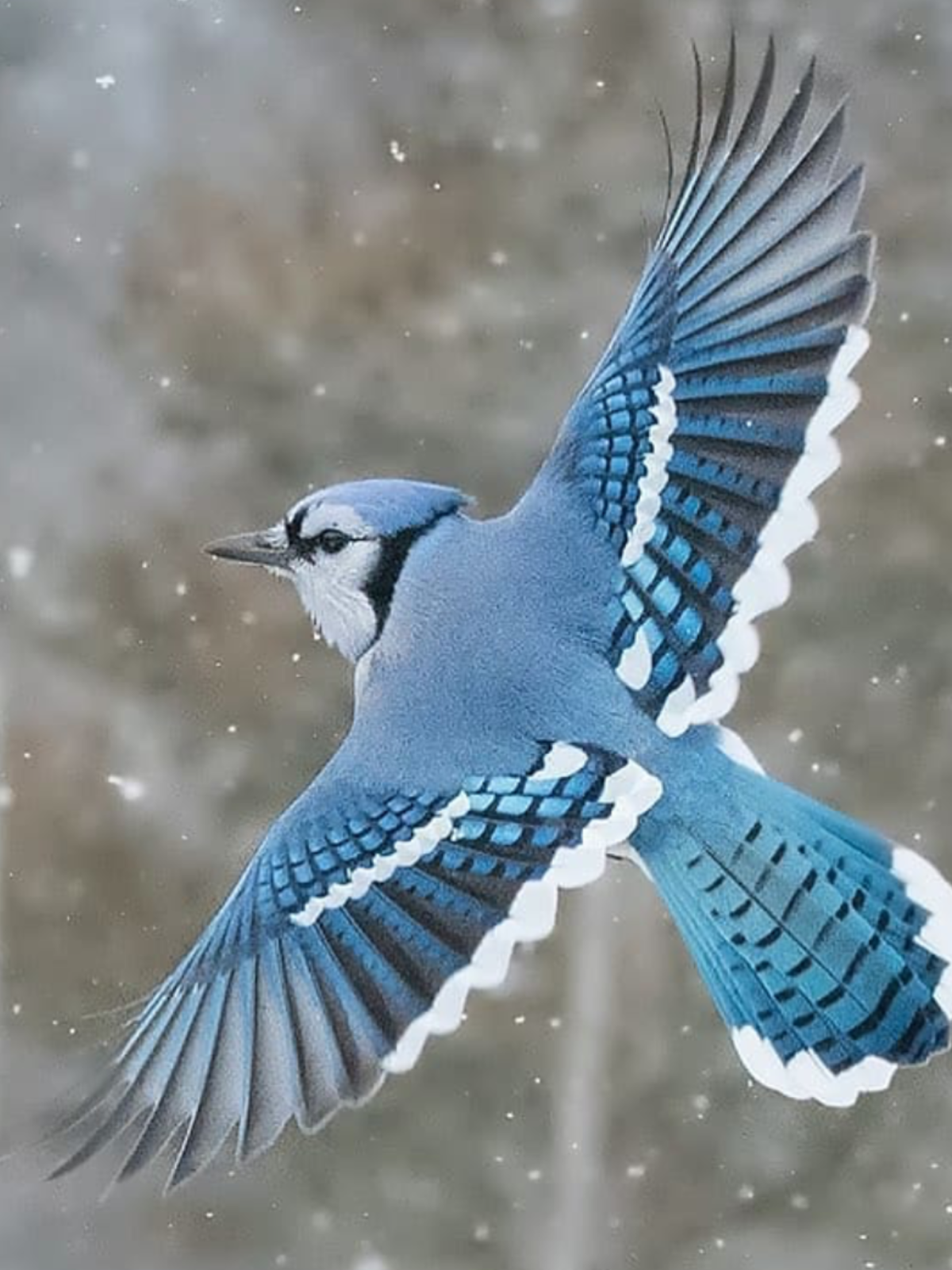 Птичка Сойка голубая