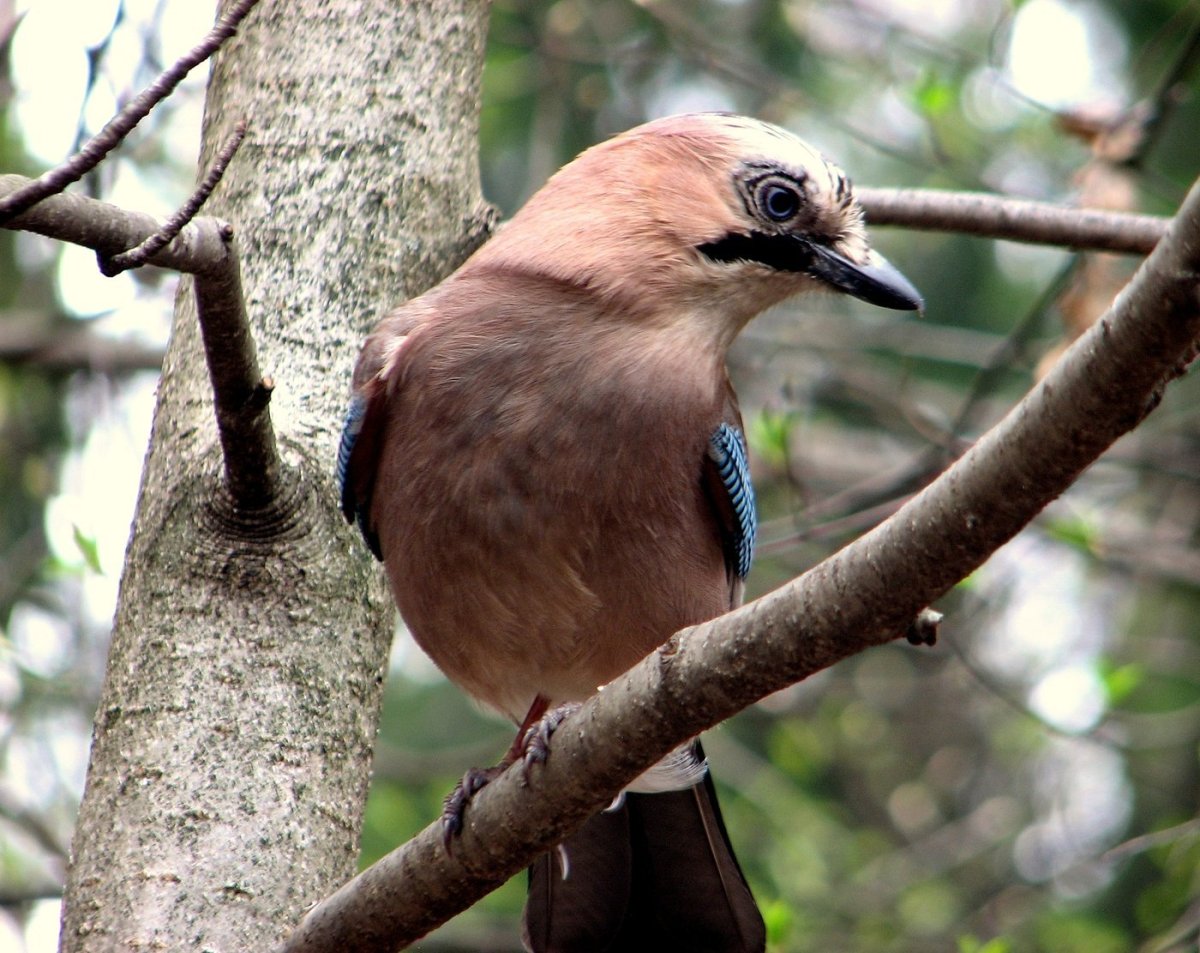 Сойка птица