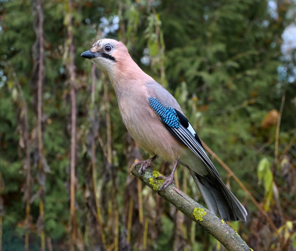 Сойка Подмосковная