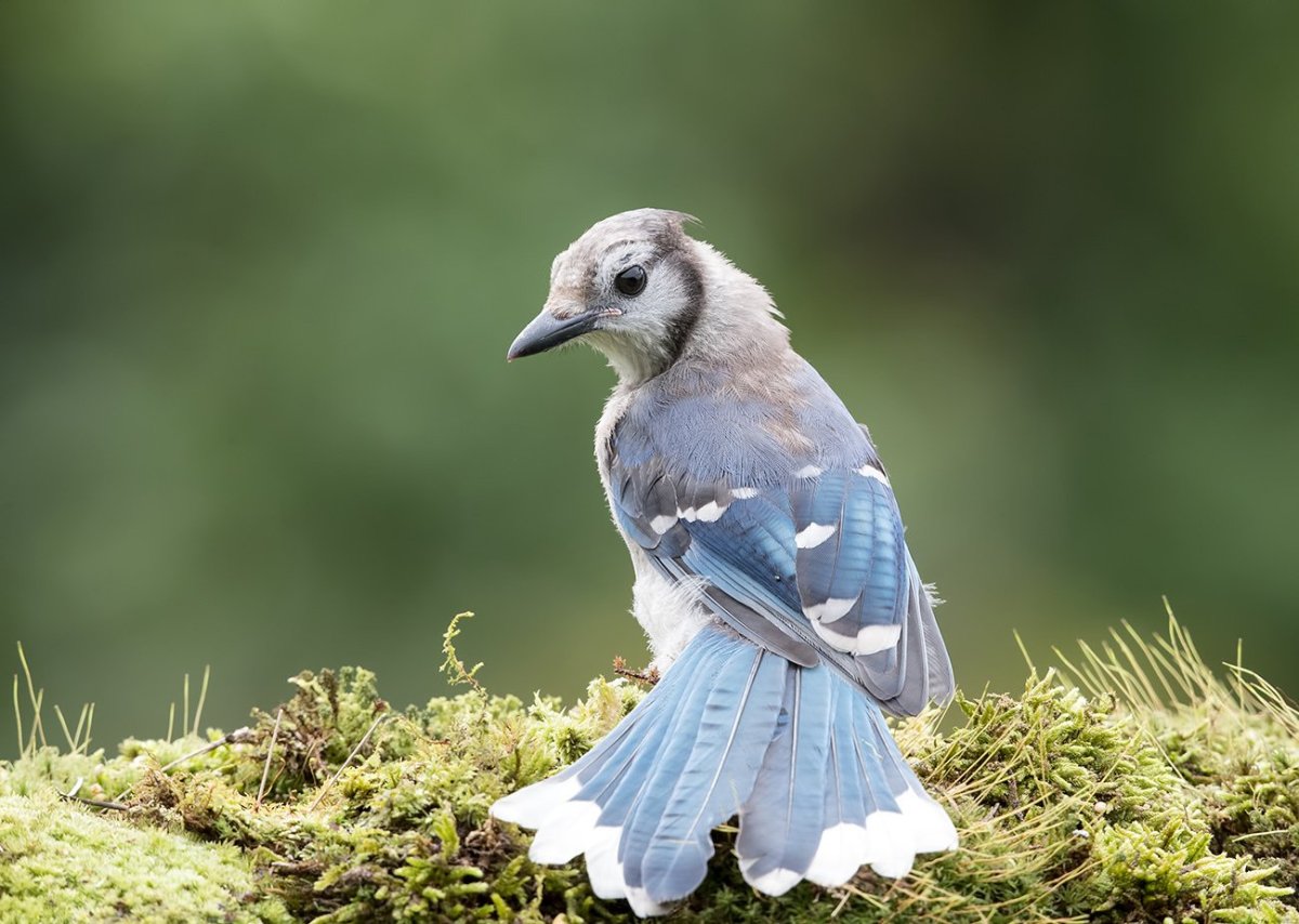 Сойка пересмешник птица