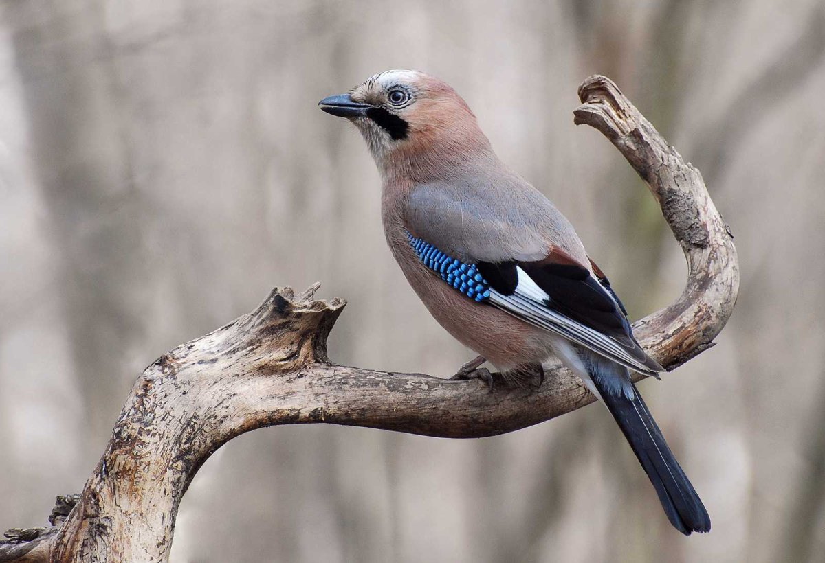 Юкатанская Сойка