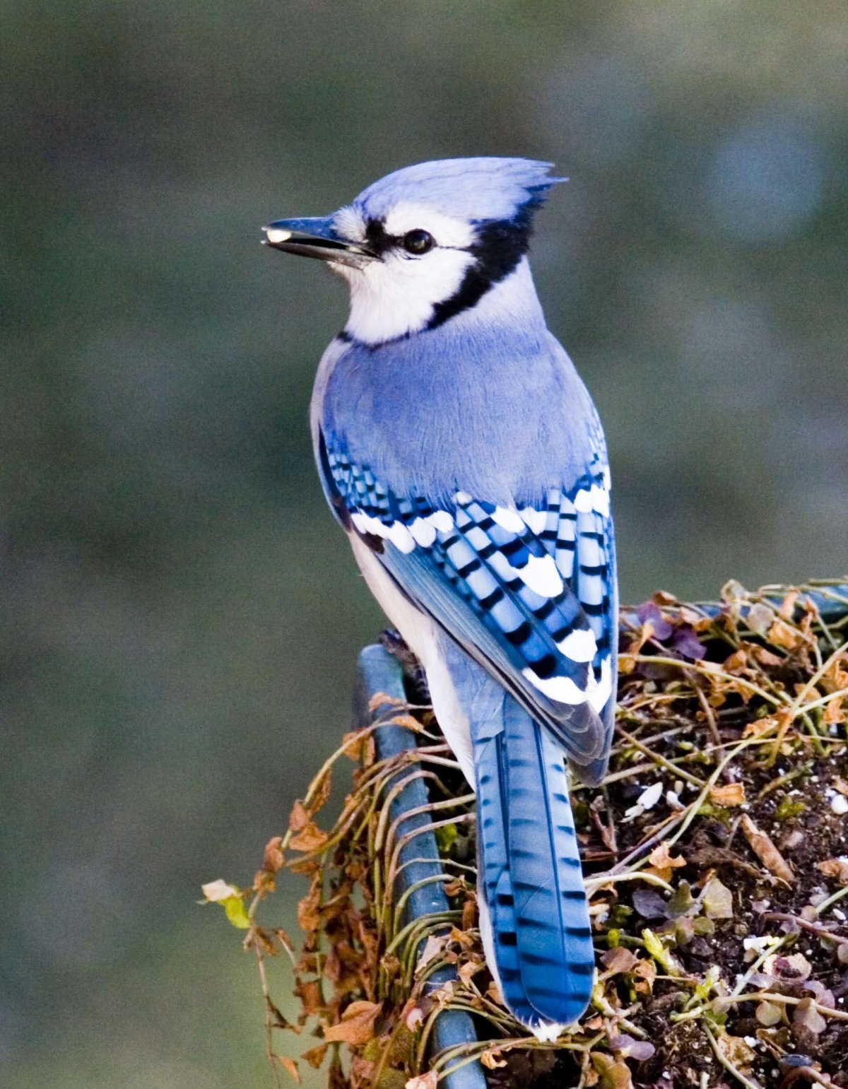 Птичка Сойка голубая