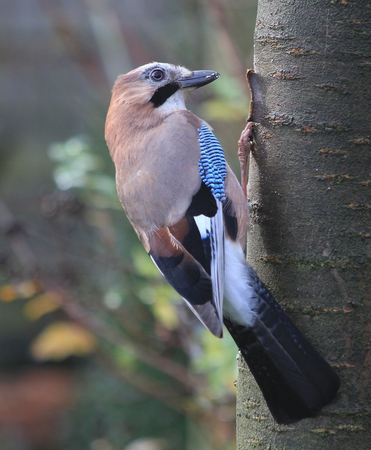 Сойка garrulus glandarius